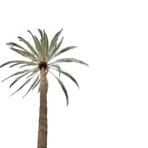 Jordan Date Palm Tree