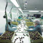 Farm Date Sorting Facility
