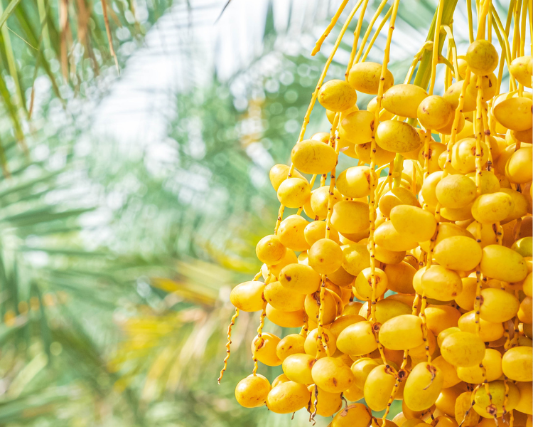 Jordan Barhi Dates